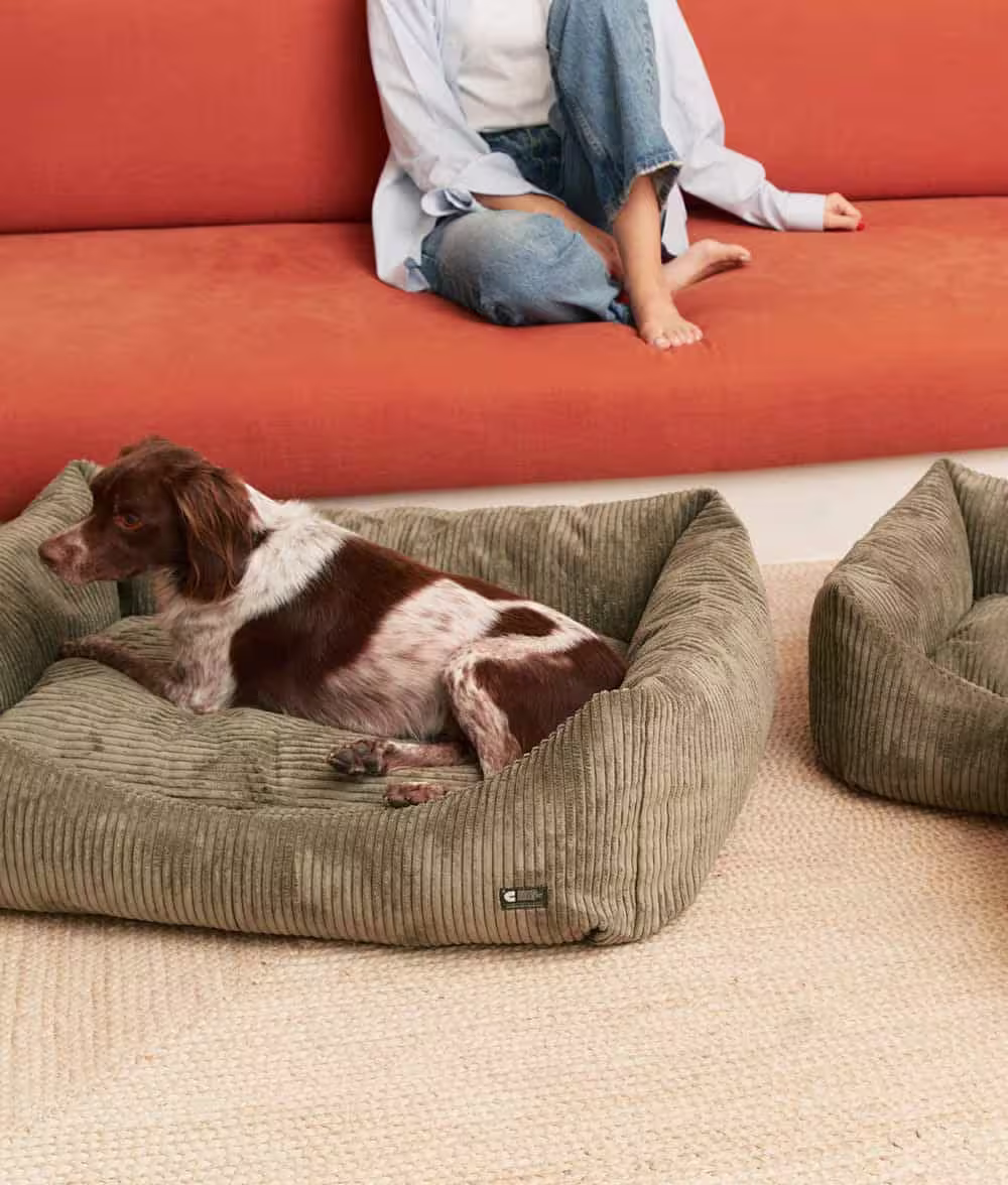 Chien installé dans son couchage