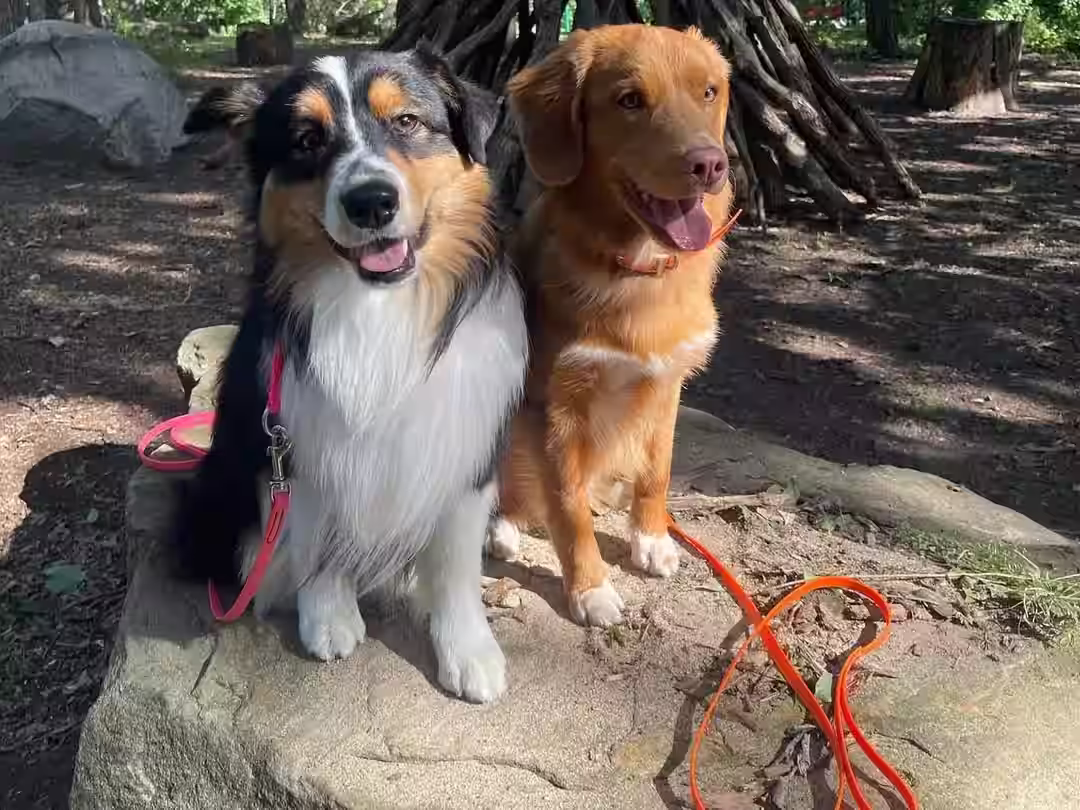 Chiens Houppet en promenade
