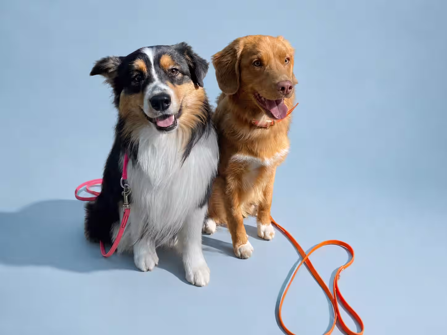 Chiens Houppet