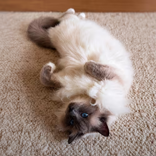 Accessoires pour chat