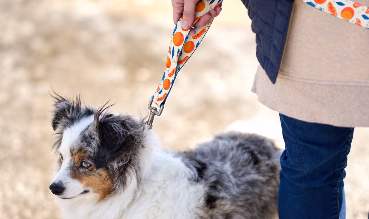 Laisses pour chien