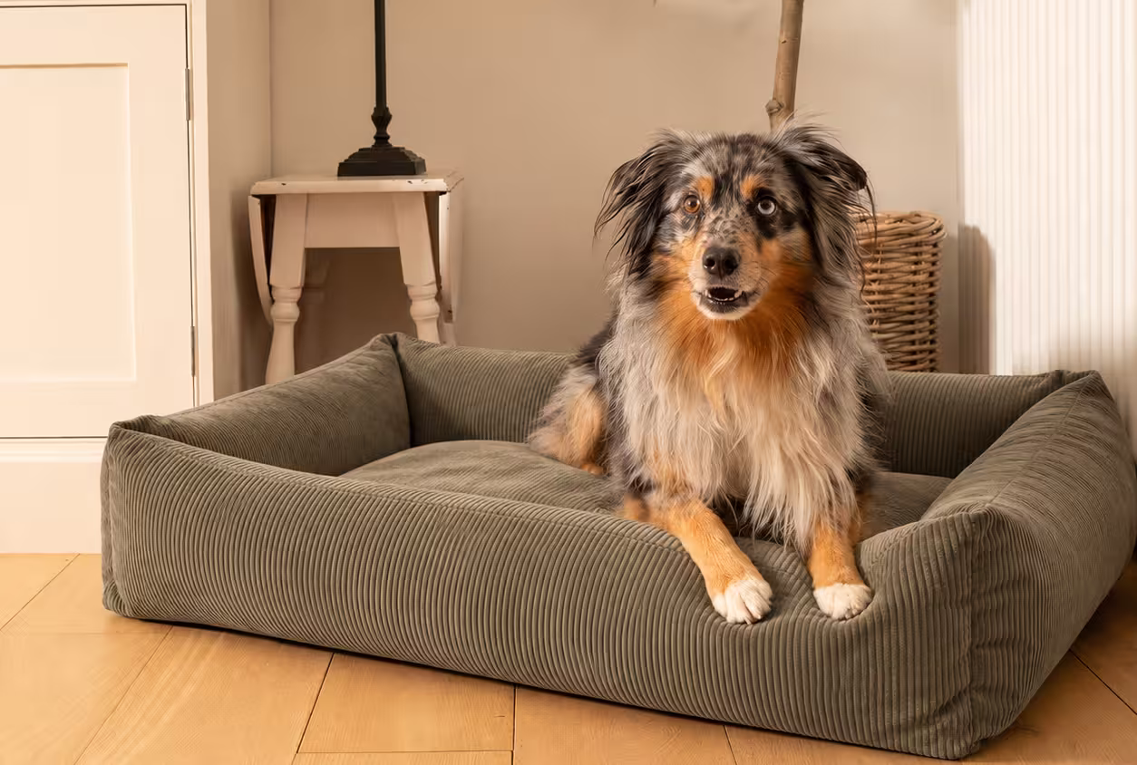 Paniers et lits pour chien