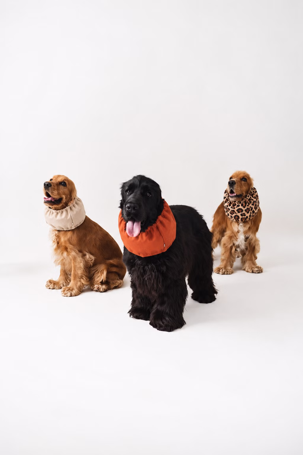 Snood pour chien